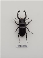 藏品(鹿角鍬形蟲)的圖片